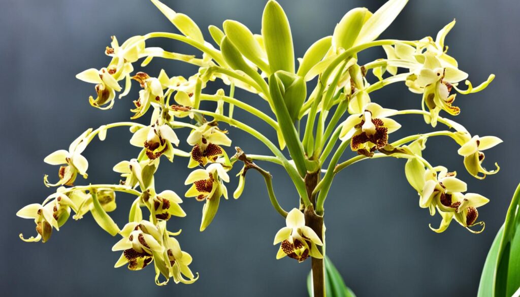 Green Pod Orchid Symptoms