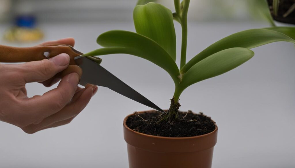Orchid Backbulb Propagation Steps