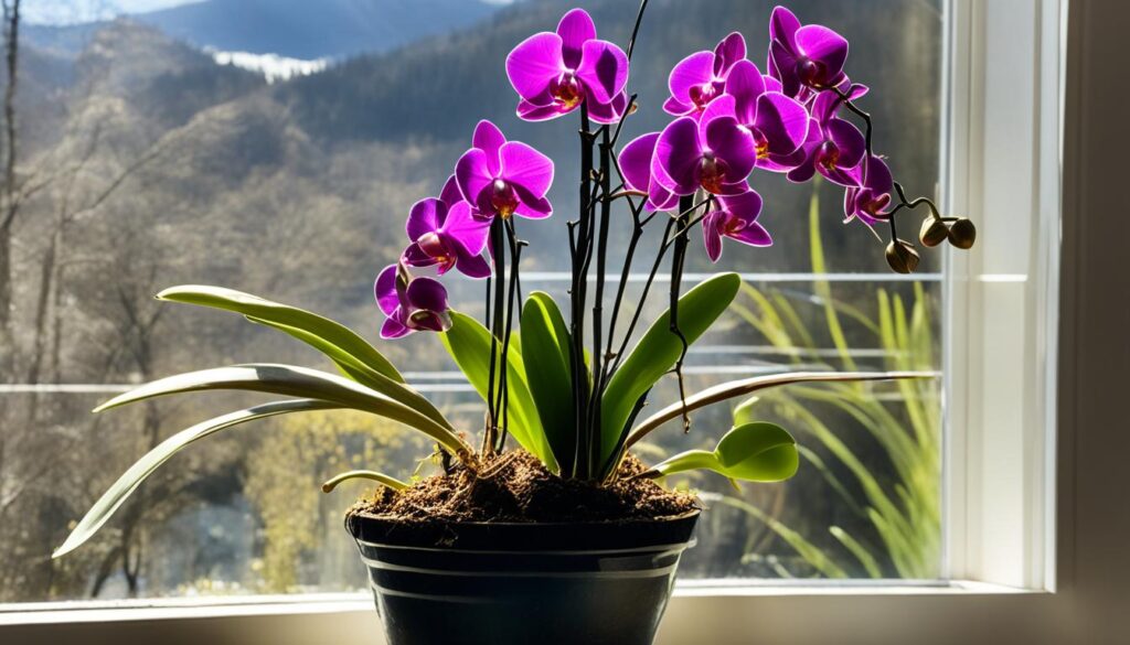 Orchid care during different seasons