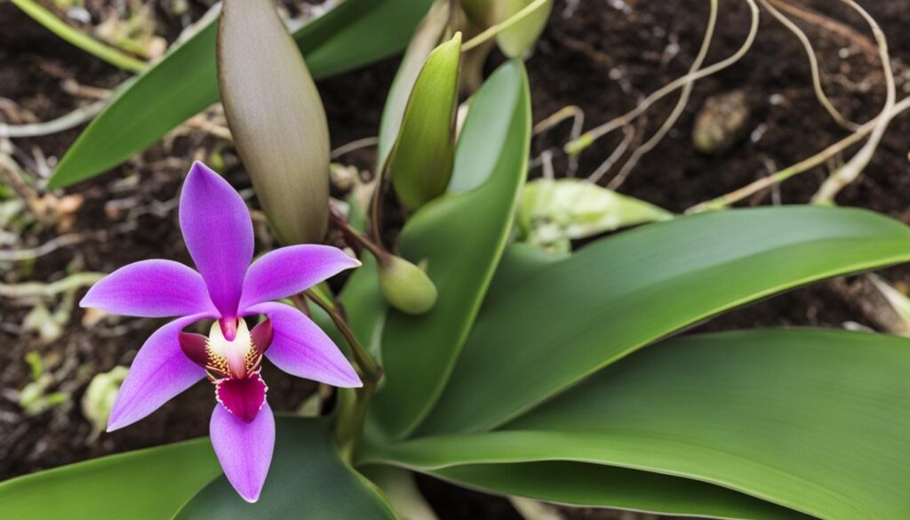 Promoting Keiki Growth in Orchids