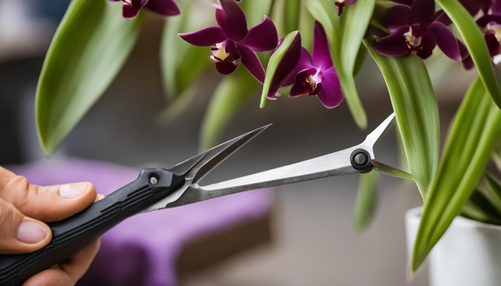 Tips for successful orchid regrowth