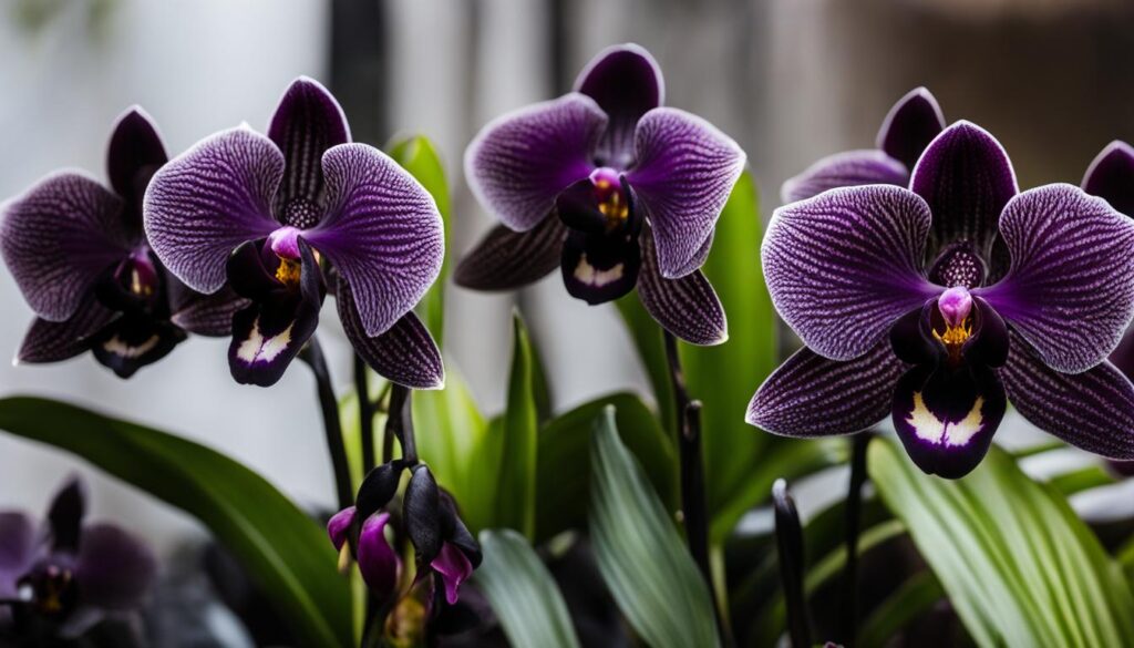 Assortment of black orchid varieties