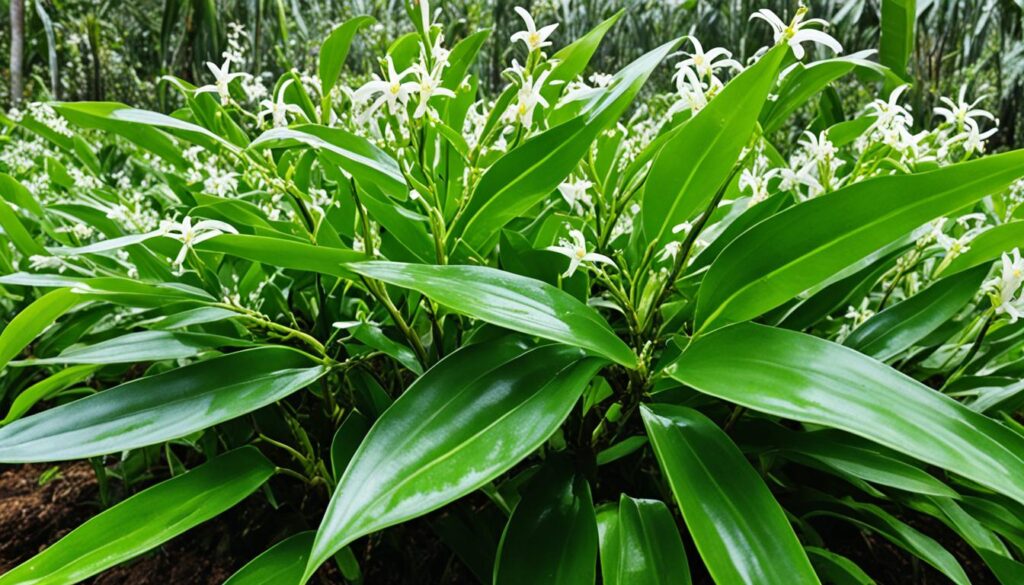 Vanilla planifolia cultivation