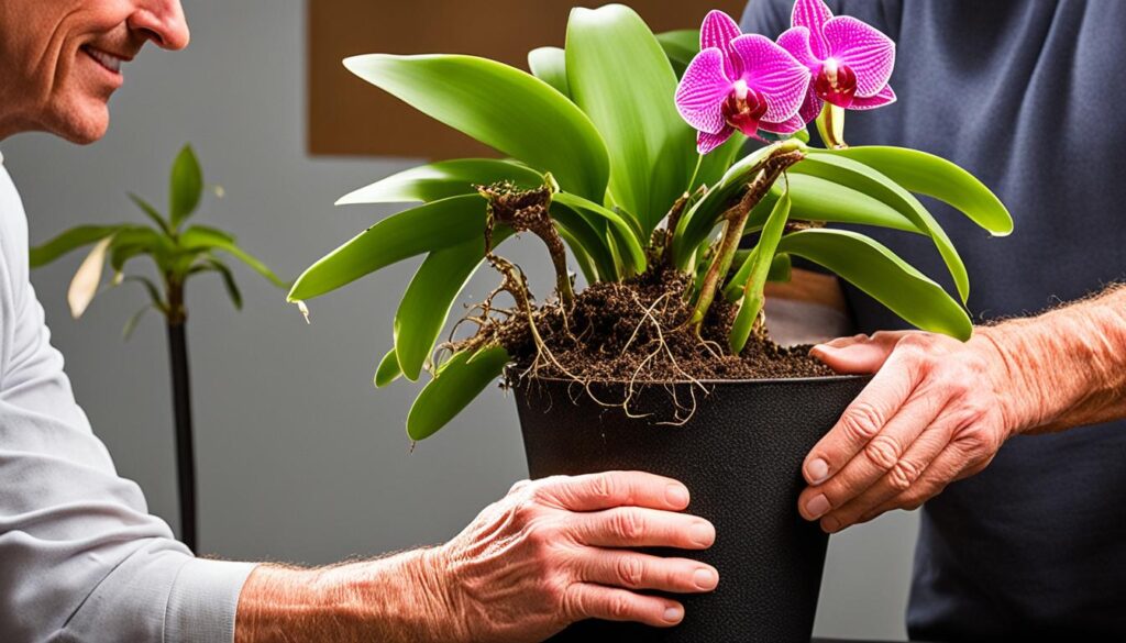 orchid repotting guide