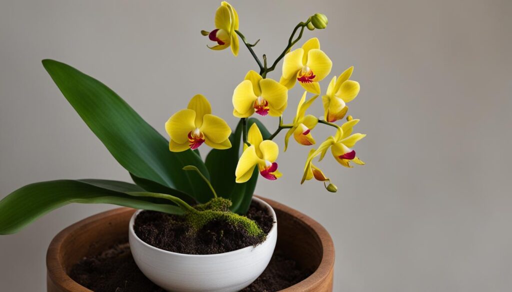 yellow orchid leaves treatment guide