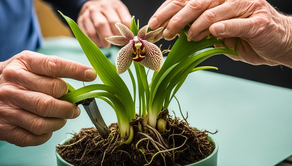 Paphiopedilum orchid care guide