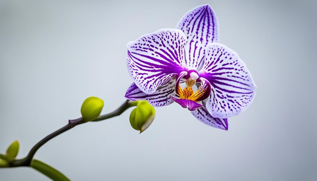 odontoglossum orchid in bloom